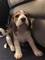 Beagle cachorro macho de pura raza regalo,,,,,,,,ergd - Foto 1