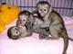 Bebe monos capuchinos mcm para la adopcion
