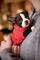 Boston terrier de pura raza. cachorros inscritos