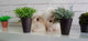 Cachorritos de Bichon maltés línea americana - Foto 1