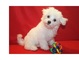 Cachorros Bichon Maltes listos para la entrega. Tienda especializ - Foto 1