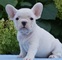 Cachorros de bulldog francés registrados para adopción
