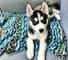 Cachorros de husky siberiano en venta -,,,,,,,,chc fdew mello - Foto 1