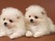 Cachorros de pomerania nacionales, fotos reales - Foto 1