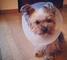 Cachorros de Yorkies Terrier necesitan,,,,,,,,sheffer shinel - Foto 1