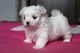 Cachorros disponibles de bichon maltes toy,,adonption