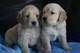 Cachorros Golden Retriever para adopción - Foto 1