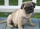 Cachorros inteligentes pug para adopcion