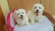 .Cachorros maltés inteligentes para adopción - Foto 1
