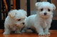Cachorros maltés para adopción - Foto 1