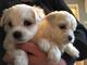 Cachorros preciosos de bichón maltés