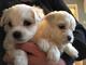 Cachorros preciosos de Bichón Maltés - Foto 1