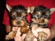 Cachorros yorkie registrados para adopción