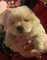 Chow chow masculino y femenino disponible y listo para casas nuev