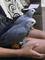 Disponibes palomas de fantasia - Foto 2