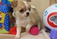 Disponible hembra chihuahua miniatura, se entrega vacunada y desp