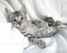 Dos gatitos de bengala de 12 semanas disponibles - Foto 1