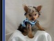 Exclusivos cachorritos de Yorkshire Terrier miniatura de excelent - Foto 1