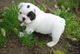 French bulldog puppies lof para dar