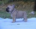French Bulldog Puppies LOF para dar - Foto 2
