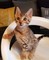 Gato registrado de Bengala para la adopción - Foto 1