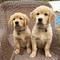 Golden retriever cachorros de golden retiever listos para la entr - Foto 1