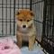 Gratis Shiba inu cachorritos - Foto 1