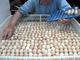 Hand-fed africanos grises loros para la venta (huevos)