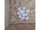 Hembra africana gris loro huevos en venta