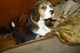 HEMBRAS DE BEAGLE DISPONIBLES Preciosos cachorros de beagle. - Foto 1
