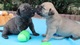 Hermosos cachorros Bullmastiff - Foto 1