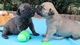 Hermosos cachorros bullmastiff