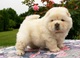 Hermosos cachorros Chow Chow para dar - Foto 1