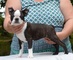 Hermosos cachorros LOF de Boston Terrier - Foto 1