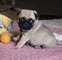 Hermosos cachorros pug para dar