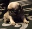 Impresionante cachorros Pug salud comprobado listo ahora - Foto 1