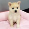 Lindos cachorros pomsky para adopción - Foto 1