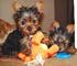 Magnificos cachorros de Yorshire-Terrier directamente del criador - Foto 1
