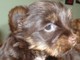 Masculino y Femenino cachorros Yorkie Terrier para su aprobación - Foto 1
