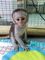 Monos capuchinos de calidad para adopción