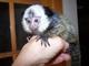 Monos capuchinos para la adopción saludables,,,,,,,cllara