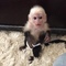 Monos capuchinos saludables para adopción