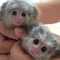 Monos marmoset para adopción