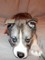 Ofertas: regalo encantadores cachorros Siberian husky inteligente - Foto 1