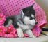 Perritos del husky siberiano,,,,,,,,tomsin