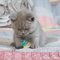 Preciosa camada de British Shorthair, de tonalidad azul - Foto 1