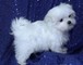 Precioso cachorrito de bichon maltes pequeño