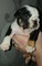 Precioso ejemplar cachorro macho bulldog inggles tiene 3 meses de - Foto 1