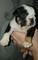 Precioso ejemplar cachorro macho bulldog inggles tiene 3 meses de