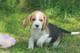 Preciosos beagle, tu gran oportunidad,,aaa